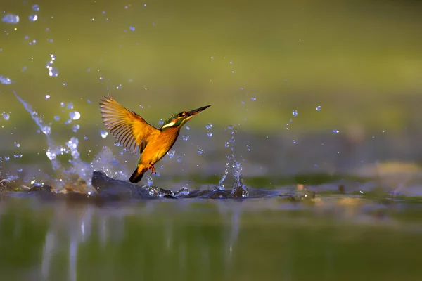 Balıkçı Kuş Balık Avlıyor Renkli Doğa Geçmişi Yaygın Kingfisher Alcedo — Stok fotoğraf