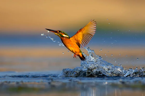 Kingfisher Pássaro Mergulho Para Peixes Fundo Natureza Colorida Bird Common — Fotografia de Stock