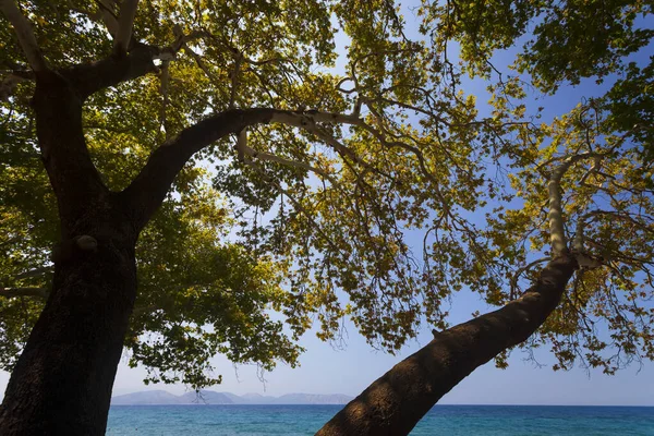 Ağaç Gövdeleri Deniz Manzarası Yeşil Mavi Doğa Arkaplanı — Stok fotoğraf