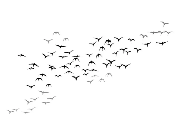 Aves Voadoras Imagem Vetorial Fundo Branco — Vetor de Stock