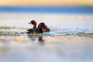 Sevimli küçük kuşlar. Bataklıklarda yaygın bir su kuşu. Küçük Grebe. (Taşibaptus ruficollis).