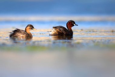 Sevimli küçük kuşlar. Bataklıklarda yaygın bir su kuşu. Küçük Grebe. (Taşibaptus ruficollis).