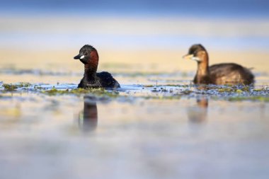 Sevimli küçük kuşlar. Bataklıklarda yaygın bir su kuşu. Küçük Grebe. (Taşibaptus ruficollis).