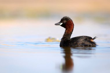 Sevimli küçük kuş. Bataklıklarda yaygın bir su kuşu. Küçük Grebe. (Taşibaptus ruficollis).