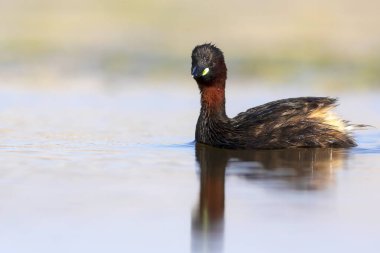 Sevimli küçük kuş. Bataklıklarda yaygın bir su kuşu. Küçük Grebe. (Taşibaptus ruficollis).