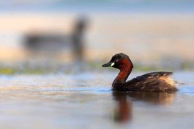 Sevimli küçük kuş. Bataklıklarda yaygın bir su kuşu. Küçük Grebe. (Taşibaptus ruficollis).