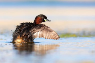 Sevimli küçük kuş. Bataklıklarda yaygın bir su kuşu. Küçük Grebe. (Taşibaptus ruficollis).