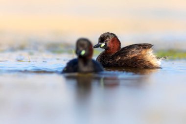 Sevimli küçük kuş. Bataklıklarda yaygın bir su kuşu. Küçük Grebe. (Taşibaptus ruficollis).