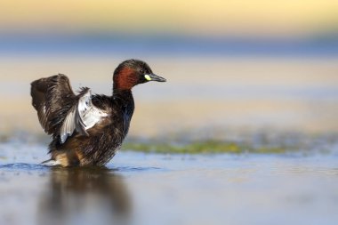 Sevimli küçük kuş. Bataklıklarda yaygın bir su kuşu. Küçük Grebe. (Taşibaptus ruficollis).