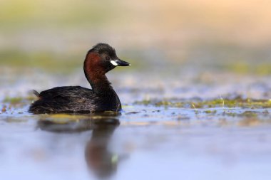 Sevimli küçük kuş. Bataklıklarda yaygın bir su kuşu. Küçük Grebe. (Taşibaptus ruficollis).