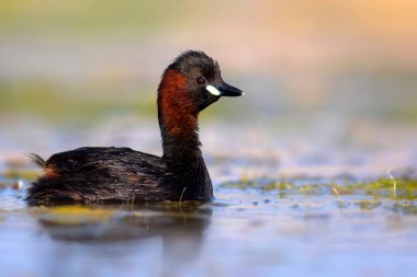 Sevimli küçük kuş. Bataklıklarda yaygın bir su kuşu. Küçük Grebe. (Taşibaptus ruficollis).