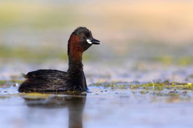 Sevimli küçük kuş. Bataklıklarda yaygın bir su kuşu. Küçük Grebe. (Taşibaptus ruficollis).
