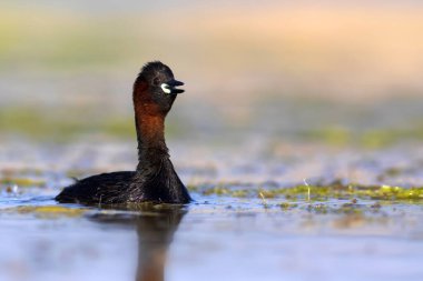 Sevimli küçük kuş. Bataklıklarda yaygın bir su kuşu. Küçük Grebe. (Taşibaptus ruficollis).