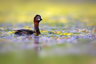 Sevimli küçük kuş. Bataklıklarda yaygın bir su kuşu. Küçük Grebe. (Taşibaptus ruficollis).