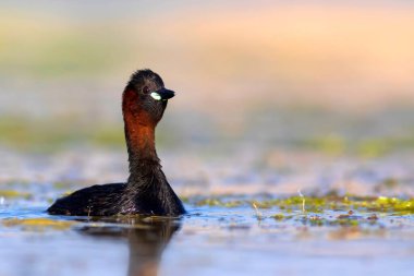 Sevimli küçük kuş. Bataklıklarda yaygın bir su kuşu. Küçük Grebe. (Taşibaptus ruficollis).