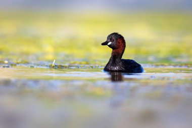 Sevimli küçük kuş. Bataklıklarda yaygın bir su kuşu. Küçük Grebe. (Taşibaptus ruficollis).