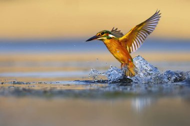 Balıkçı kuş balık avlıyor. Renkli doğa geçmişi. Yaygın Kingfisher. Alcedo burada..