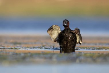 Sevimli küçük kuş. Bataklıklarda yaygın bir su kuşu. Küçük Grebe. (Taşibaptus ruficollis).