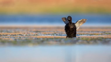 Sevimli küçük kuş. Bataklıklarda yaygın bir su kuşu. Küçük Grebe. (Taşibaptus ruficollis).