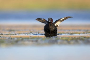 Sevimli küçük kuş. Bataklıklarda yaygın bir su kuşu. Küçük Grebe. (Taşibaptus ruficollis).