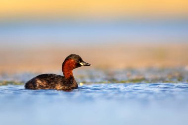 Sevimli küçük kuş. Bataklıklarda yaygın bir su kuşu. Küçük Grebe. (Taşibaptus ruficollis).