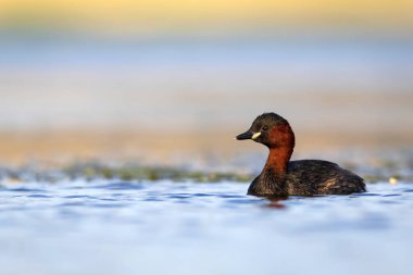 Sevimli küçük kuş. Bataklıklarda yaygın bir su kuşu. Küçük Grebe. (Taşibaptus ruficollis).