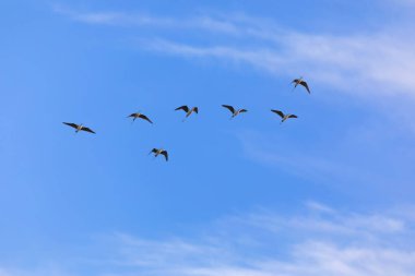 Uçan kuşlar. Mavi gökyüzü arka planı. Siyah kanatlı Stilt.  