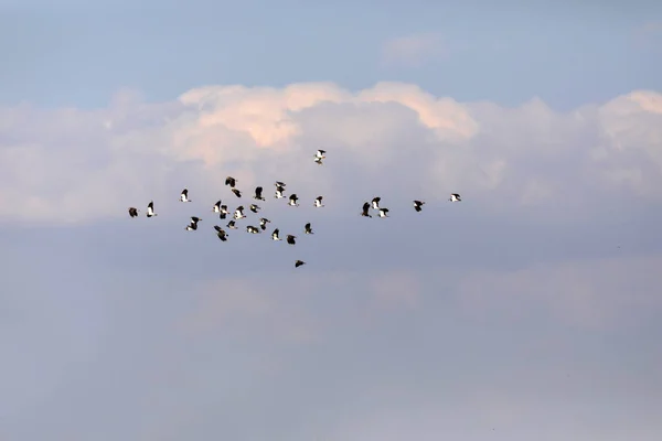Aves Voadoras Fundo Azul Céu Birds Lapwing Vanellus Vanellus — Fotografia de Stock
