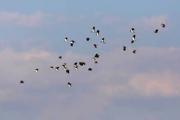 Vliegende Vogels Blauwe Lucht Achtergrond Vogels Lapwing Vanellus Vanellus — Stockfoto