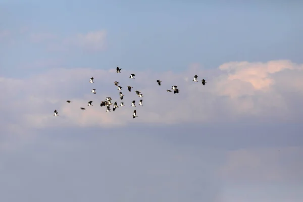 Летающие Птицы Голубое Небо Птицы Лэпвинг Vanellus Vanellus — стоковое фото