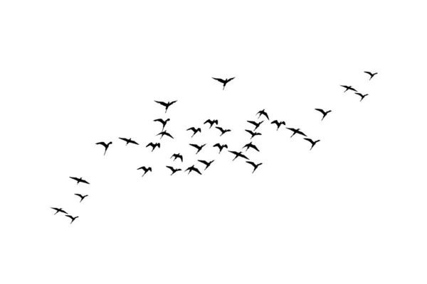 Flying Birds Vector Image White Background — Stock Vector