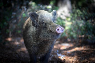 Doğal ortamında yaban domuzu fotoğrafı. Yeşil kahverengimsi doğa.