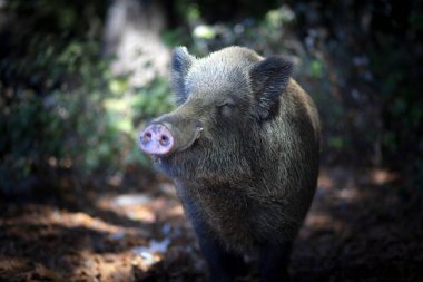 Doğal ortamında yaban domuzu fotoğrafı. Yeşil kahverengimsi doğa.