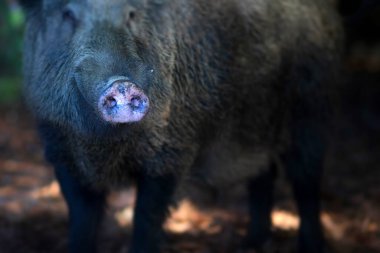 Doğal ortamında yaban domuzu fotoğrafı. Yeşil kahverengimsi doğa.