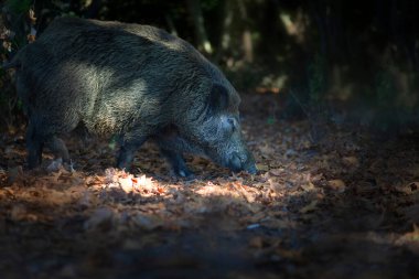 Doğal ortamında yaban domuzu fotoğrafı. Yeşil kahverengimsi doğa.