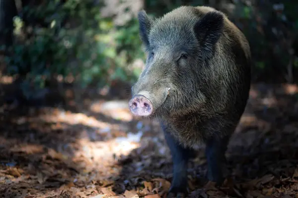 Foto Von Wildschweinen Ihrem Natürlichen Lebensraum Grünbrauner Naturrückstau — Stockfoto
