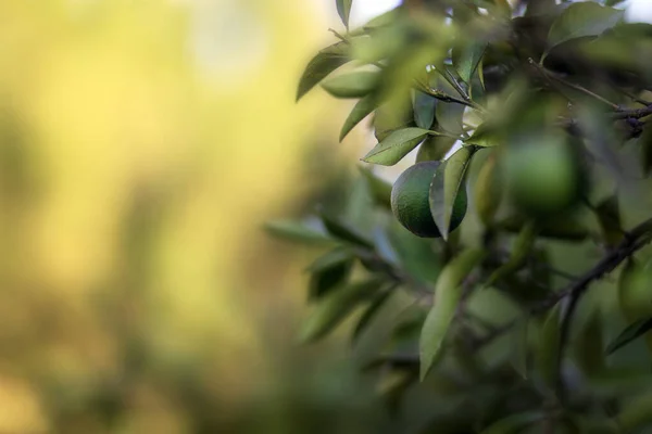 Orangenbaum Hintergrund Der Grünen Natur — Stockfoto