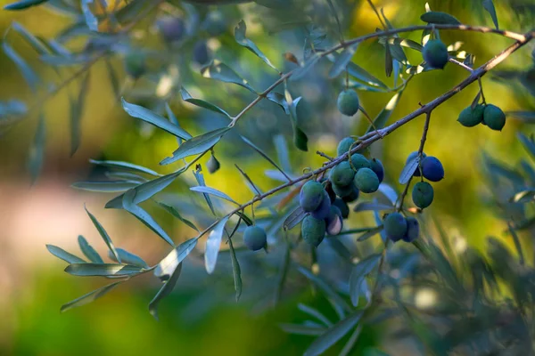 Zeytin Ağacı Görüntüsü Yeşil Doğa Arkaplanı — Stok fotoğraf