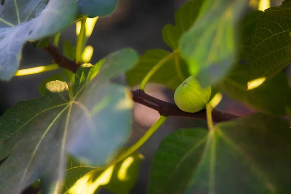フィギュアツリー 緑の自然の背景 — ストック写真
