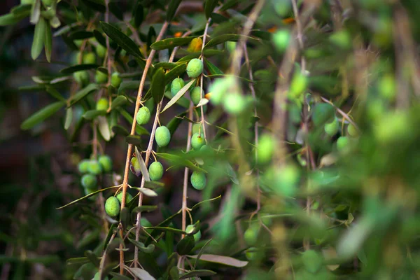 オリーブの木のイメージ 緑の自然の背景 — ストック写真