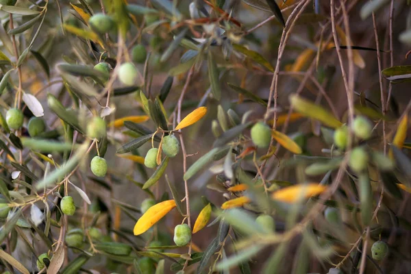オリーブの木のイメージ 緑の自然の背景 — ストック写真