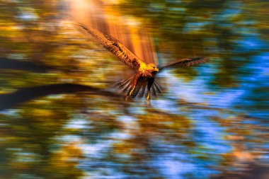 Uçan yırtıcı kuş. Hareket bulanık arkaplan. Kuş: Batı Bataklık Harrier.