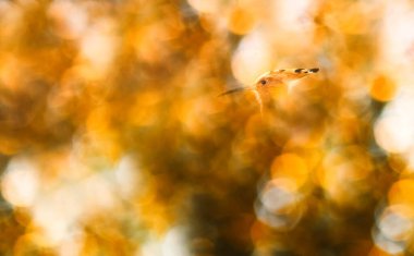 Etkileyici bir arka planda kuş fotoğrafı. Renkli bir arka plan. Avrasya Hoopoe 'su. (Upupa epops)