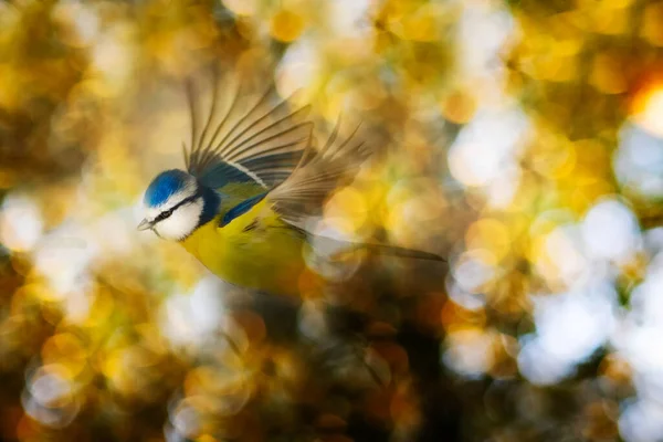 Bird Photo Impressive Background Colorful Bokeh Background Eurasian Blue Tit — Photo