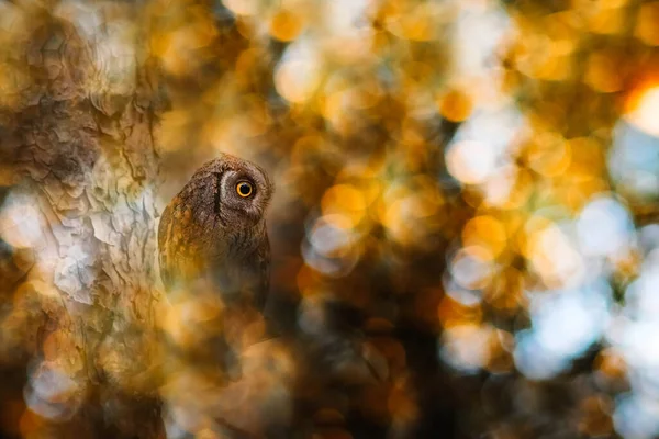 Фотография Птицы Впечатляющем Фоне Красочный Боке Фон Eurasian Scops Owl — стоковое фото