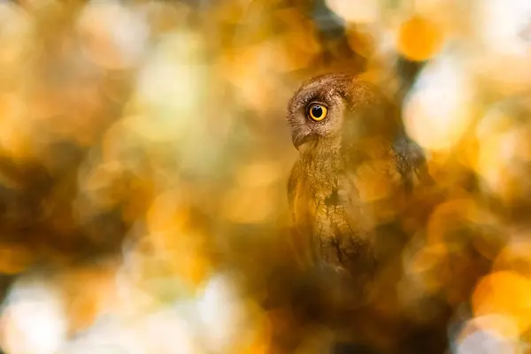 Fågelfoto Imponerande Bakgrund Färgglada Bokeh Bakgrund Eurasiatiska Snutugglan Otus Scops — Stockfoto