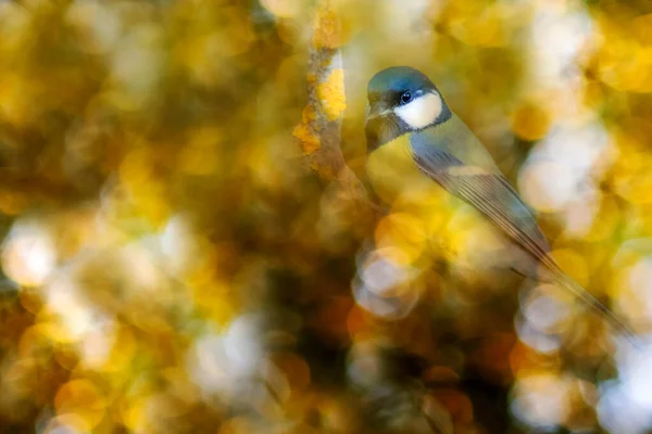 Bird Photo Impressive Background Colorful Bokeh Background Great Tit — Stockfoto
