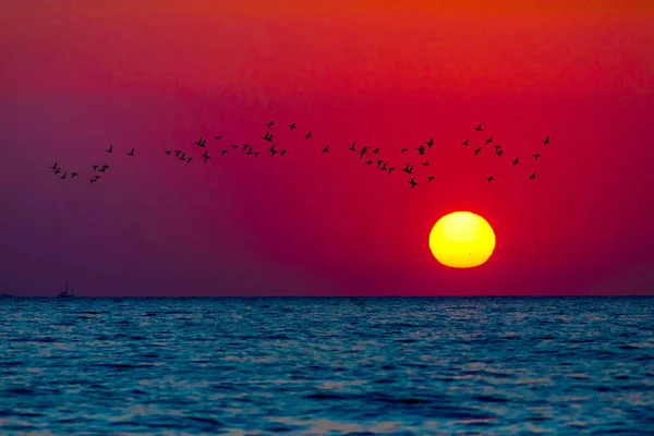 Vögel Fliegen Bei Sonnenuntergang Seelandschaft Bei Sonnenuntergang — Stockfoto