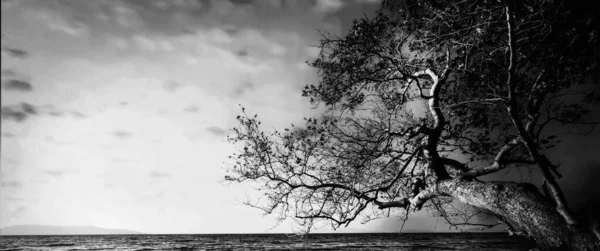 Εικόνες Από Ουρανό Και Δέντρα Φωτογραφήθηκε Ευρυγώνιο Φακό Ασπρόμαυρη Φωτογραφία — Φωτογραφία Αρχείου