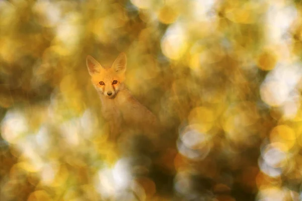 Zdjęcie Foxa Imponującym Tle Kolorowe Tło Bokeh — Zdjęcie stockowe